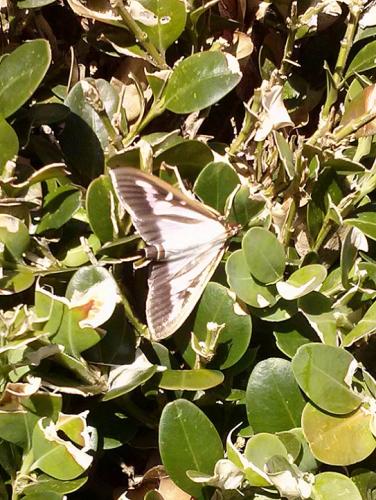 Cydalima perspectalis