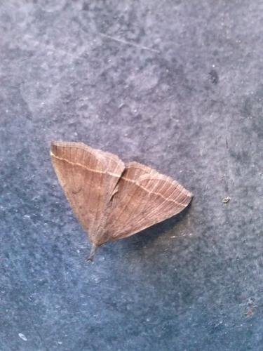 Réf. 149 262 : Pechipogo plumigeralis