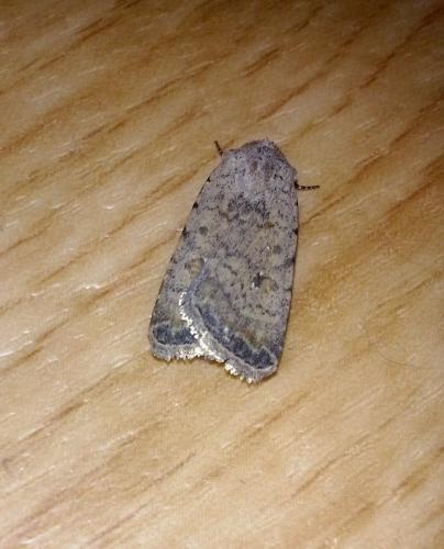 Réf. 149 142 : Caradrina clavipalpis