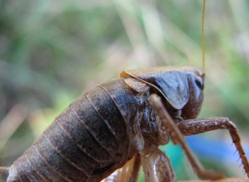 Pholidoptera griseoaptera