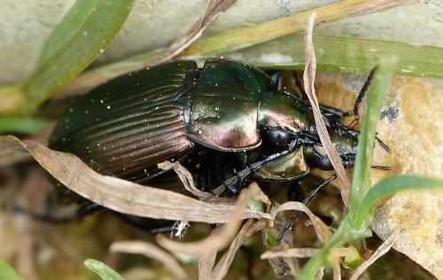 Réf. 149 681 : Poecilus cupreus