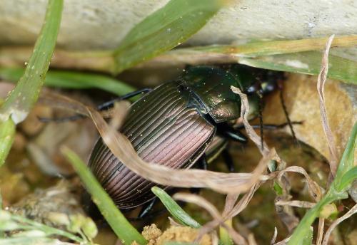 Poecilus cupreus
