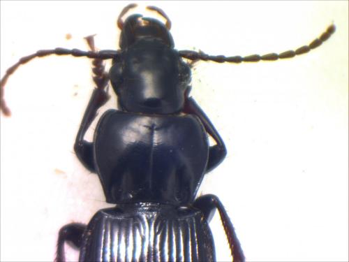 Pterostichus brevipennis
