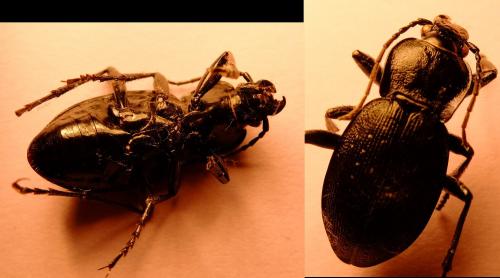 Réf. 149 460 : Carabus problematicus
