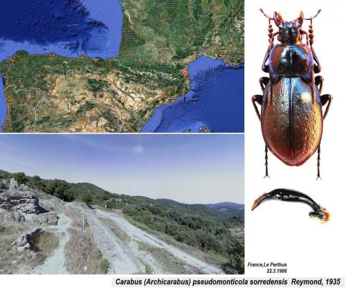 Carabus pseudomonticola