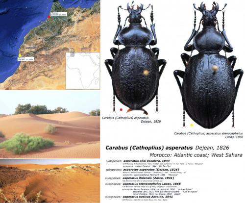 Carabus asperatus