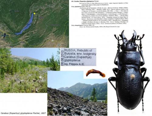 Carabus glyptopterus