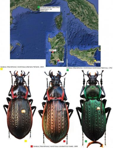 Réf. 149 701 : Carabus morbillosus