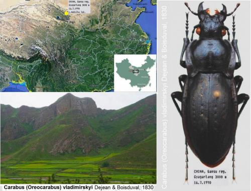 Réf. 149 942 : Carabus vladimirskyi