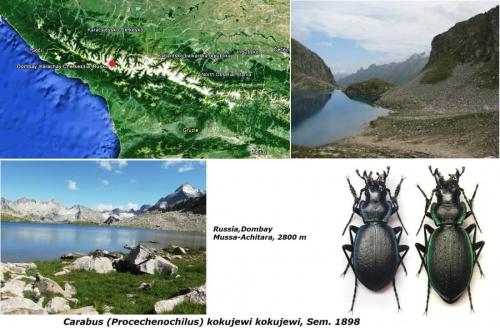 Carabus kokujewi kokujewi