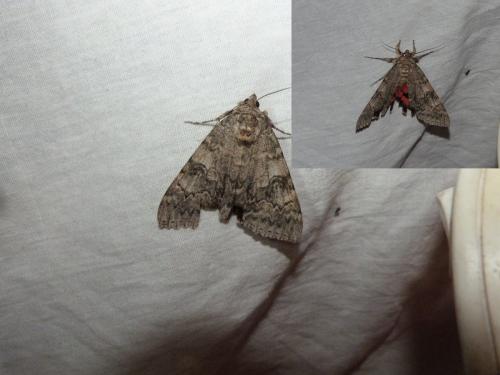 Réf. 149 011 : Catocala nupta
