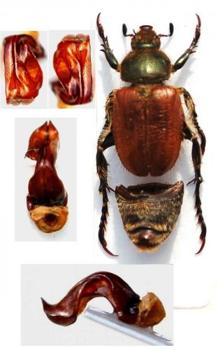 Réf. 149 167 : Chaetopteroplia segetum