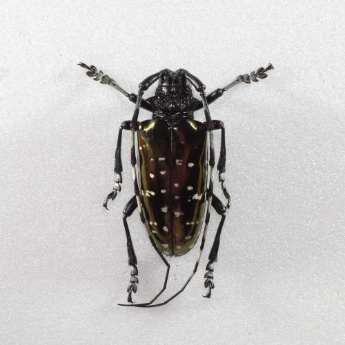 Anoplophora tonkinea