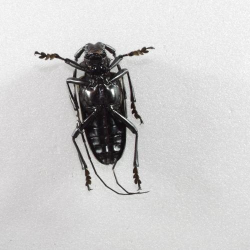 Anoplophora tonkinea