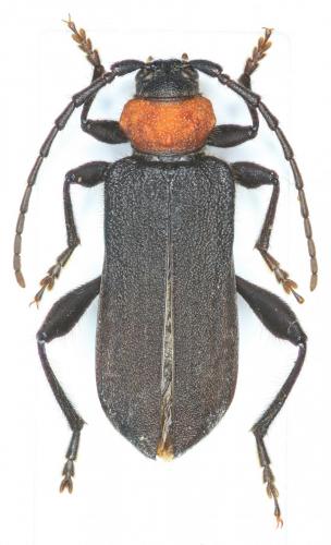 Ropalopus sanguinicollis