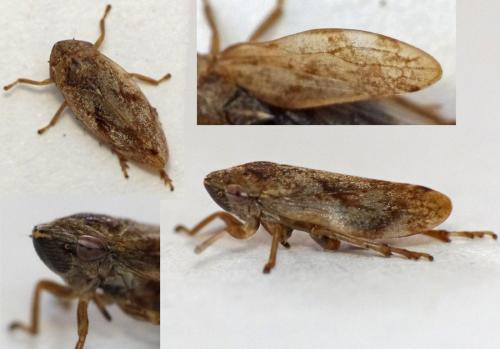 Philaenus spumarius
