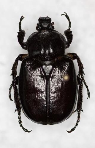 Osmoderma eremicola