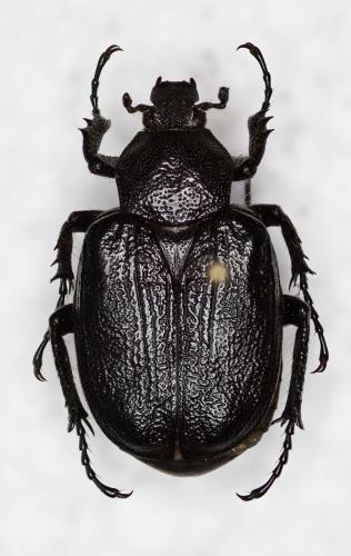 Réf. 149 115 : Osmoderma scabrum