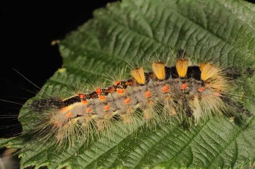 Orgyia antiqua