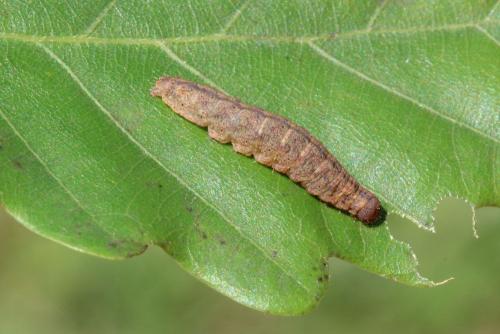 Réf. 149 462 : Pechipogo strigilata