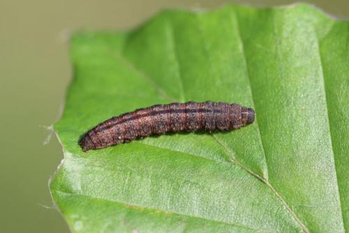 Réf. 149 463 : Herminia grisealis