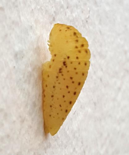 Iphiclides podalirius