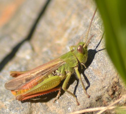 Chorthippus sp.