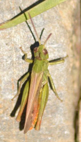 Chorthippus sp.