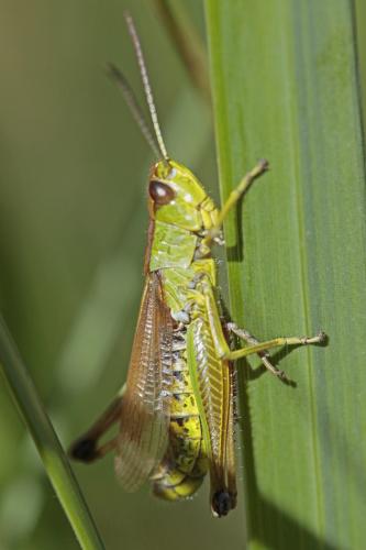 Réf. 149 009 : Pseudochorthippus montanus montanus