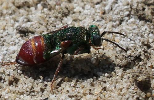 Parnopes grandior