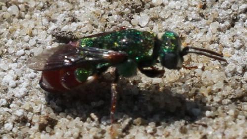 Parnopes grandior