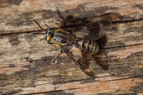 Réf. 149 393 : Chrysops relictus