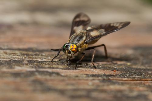 Réf. 149 394 : Chrysops relictus
