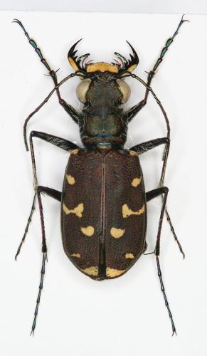 Réf. 149 534 : Cicindela duodecimguttata