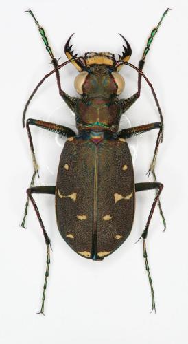 Réf. 149 535 : Cicindela duodecimguttata