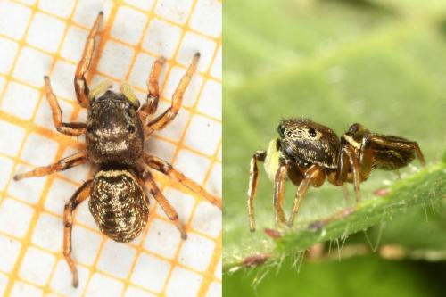 Réf. 149 810 : Heliophanus auratus