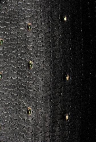 Réf. 149 863 : Calosoma maderae