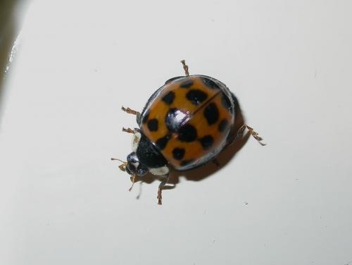 Harmonia axyridis