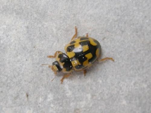 Propylea quatuordecimpunctata
