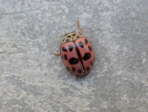 Réf. 149 565 : Oenopia conglobata