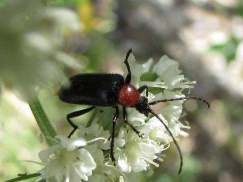 Dinoptera collaris