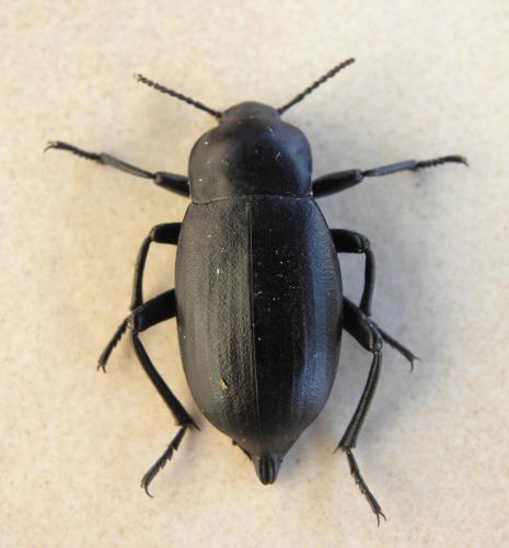 Blaps lethifera