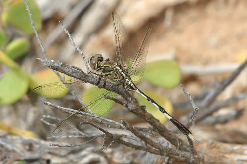 Orthetrum sabina