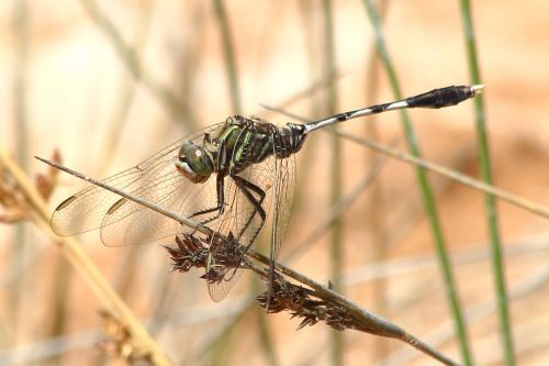 Orthetrum sabina
