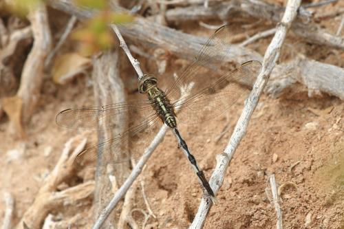 Orthetrum sabina