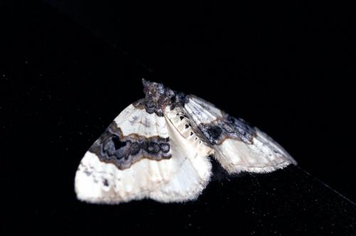 Réf. 149 392 : Cosmorhoe ocellata