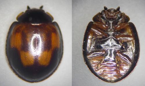 Exochomus quadripustulatus