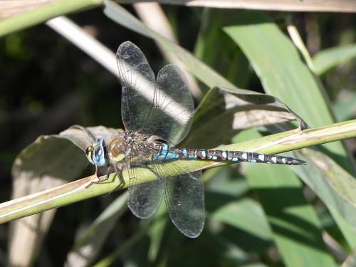 Aeshna mixta