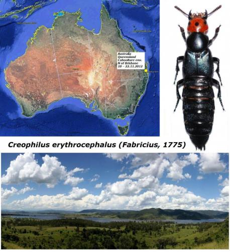 Creophilus erythrocephalus