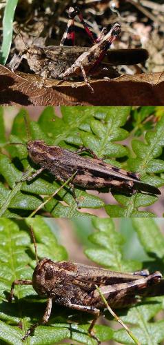 Aiolopus strepens